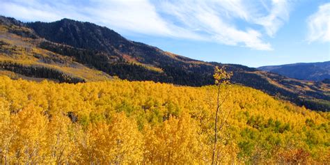 The Pando Aspen Grove In Utah Is All One Tree Business Insider