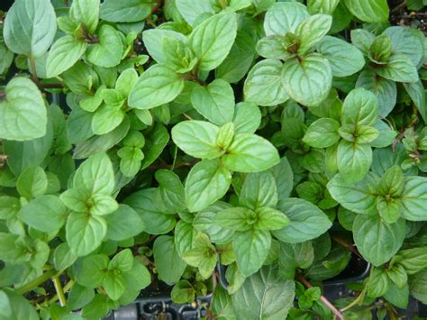 Chocolate Mint Live Herb Plant Easy To Grow Good Culinary And Etsy