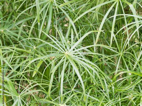 Cyperus Papyrus Papyrus Du Nil Ou Jonc Du Nil Aux Feuilles Lisses