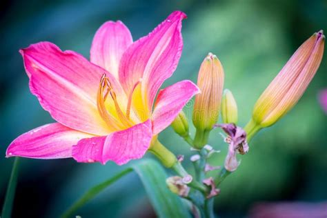 Beautiful Lilies Flowers Stock Photo Image Of Focus 119962936