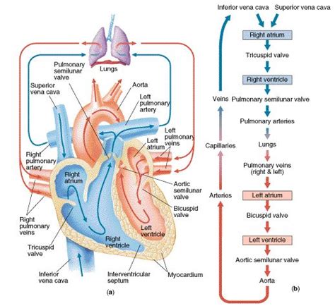 They also take waste and carbon dioxide away from the tissues. Blood flow diagram | Nursing school studying, Nursing notes, Cardiac nursing