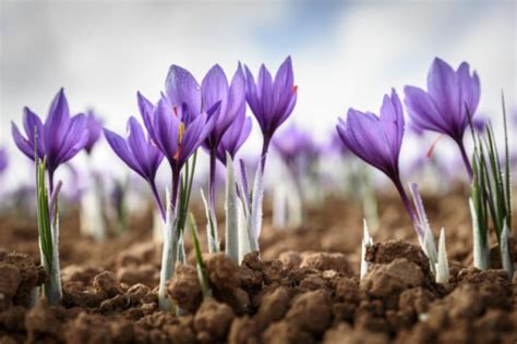 Growing Saffron Crocus Planting Care And Use Gardender