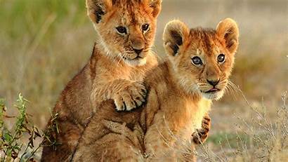 Lion Cub Cubs Lions Animal Wallpapers Laptop