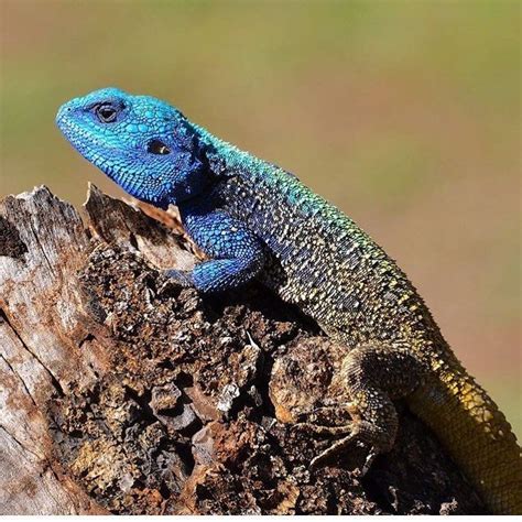 Blue Headed Lizard South Africa Africa Wildlife African Wildlife