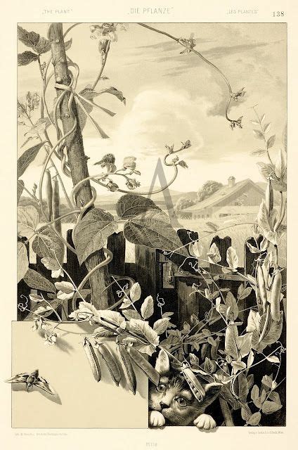 The Caledonian Mining Expedition Company Botanical Art Art Nouveau Art