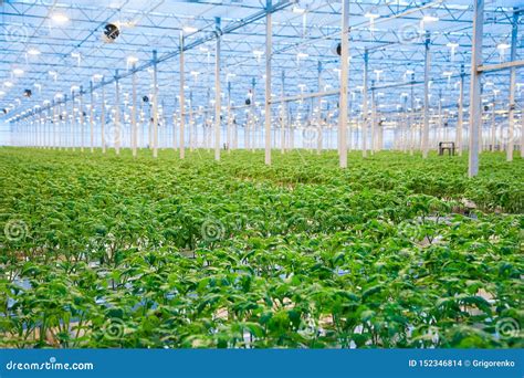 Rows Of Tomato Plants Growing Inside Big Industrial Greenhouse Stock