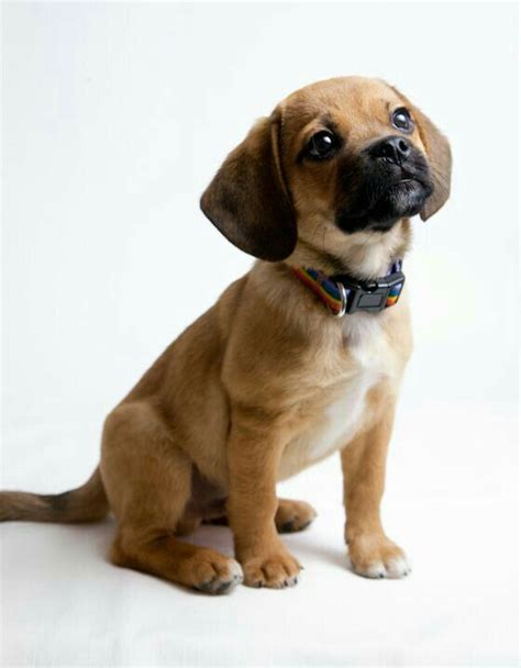 Dog Yorkies Puggle Puppies Pug Beagle Beagle Mix Cute Puppies Dogs