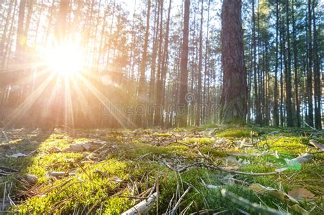 Beautiful Scenic Coniferous Forest Woods Floor View Early Morning