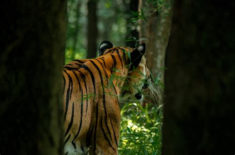 A Tiger At Bannerghatta Biological Park PixaHive