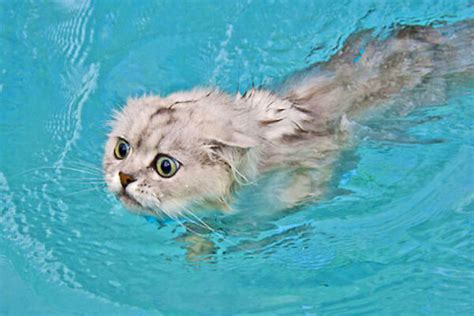 Since switching to iams™, they rarely throw up, bowen says. Cats in the Pool - Meow Yeow! | InTheSwim Pool Blog