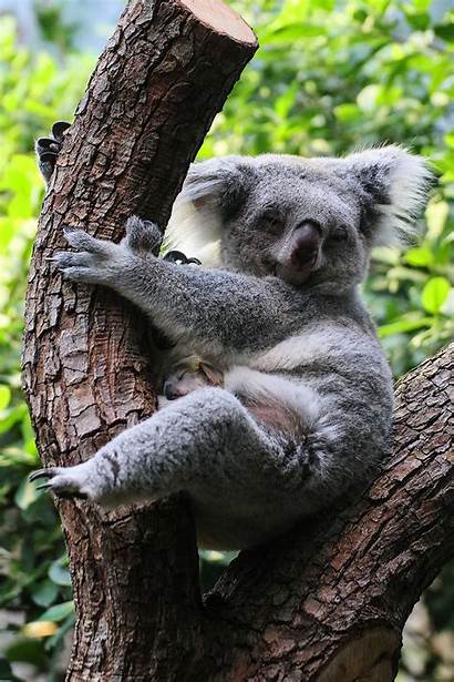 Koala Bear Pouch Leaves Viraltab Mums 1st