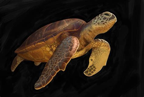 Sea Turtle On Behance
