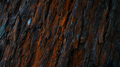 Download Wallpaper 3840x2160 Bark Tree Moss Surface
