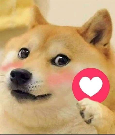 #doggo #doggo memes #meme cat #emotionally constipated #memes #meme #relatable #relatable memes #me too honestly #me #dankest of the dank #dank #dogs #doggo memes #dog memes #memes #funny #ifunny #doggo #pups #pup #puppy #pupper #self deprecating humor #sad but funny. Doggo Meme Templates - Get Meme Templates