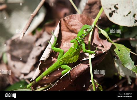 Fauna De Costa Ricas Fotos E Im Genes De Stock Alamy