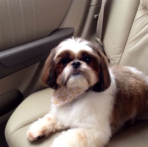 Bailey After His Visit To Doggie Stylz He Is So Fluffy And Handsome