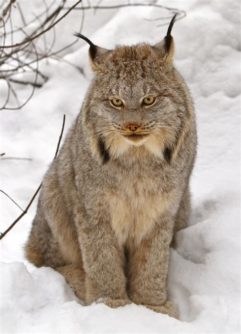 Canadian Lynx Rbigcats