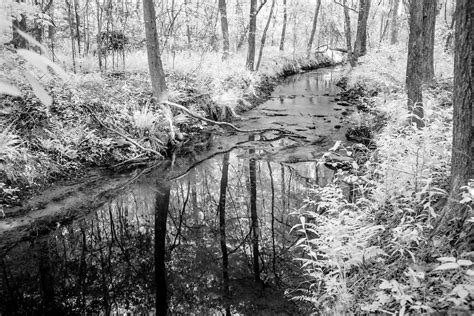 Creek Constrasts Henry County Georgia Infrared Image Neal Wellons