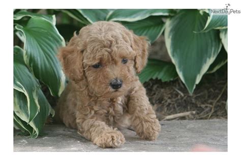 Su población, según el censo del año 2000 es de 56.397 habitantes. Poodle, Standard puppy for sale near Lafayette / West Lafayette, Indiana. | 42adb25b-2fa1
