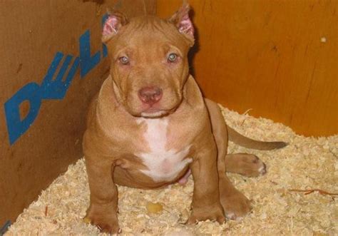 Red Nose Pitbull Puppies Information Pitbull Puppies