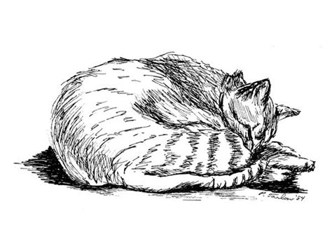 Tabby Cat Pen And Ink Drawing Cat Pen And Ink Print Tabby Cat Print
