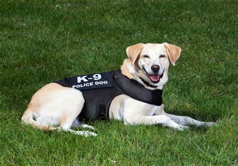 K9 Dog Breeds 14 Best Police Dog Breeds Who Serve Puplore