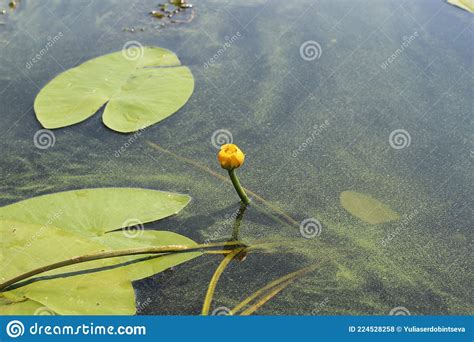 Yellow Flower Of Water Lily Or Nymphaea Aquatic Rhizomatous Perennial