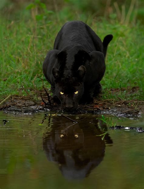 the real black panther an interview with wildlife photographer mithun h wildlife conservation