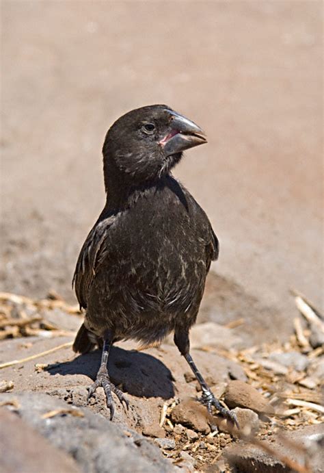 The breeding of two distinct parent species gave rise to. Large Cactus-Finch (Geospiza conirostris)
