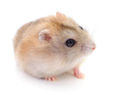 Small Domestic Hamster Stock Photo Image Of Isolated 164960406