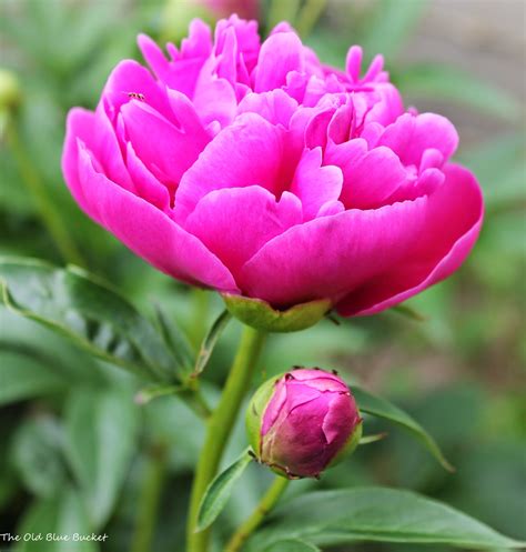 The Old Blue Bucket Peonies ~ Pretty And Pink
