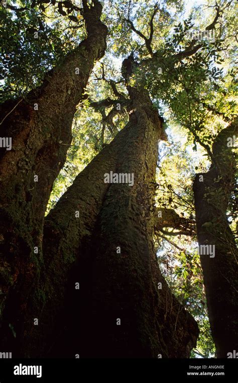 Antarctic Beech Tree Nothofagus Moorei Lamington National Park