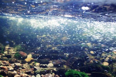 Underwater Scenery In Mountain River Stock Image Image Of Habitat