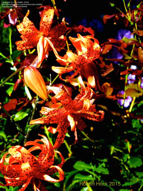 Plantfiles Pictures Lilium Double Tiger Lily Flore Pleno Lilium