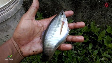 Maybe you would like to learn more about one of these? Ikan Sepat Siam, Inilah Penjelasan Lengkapnya - Ikan Hias ...
