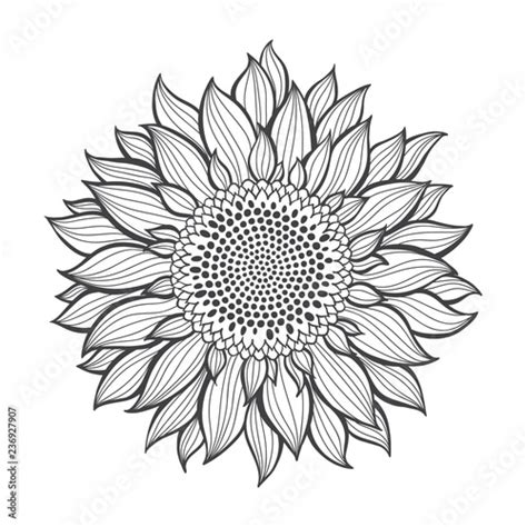 Sunflowersketch Hand Draw Vector Illustration Isolated Floral