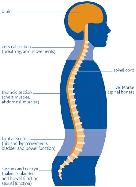 Spinal Back Diagrams 101 Diagrams