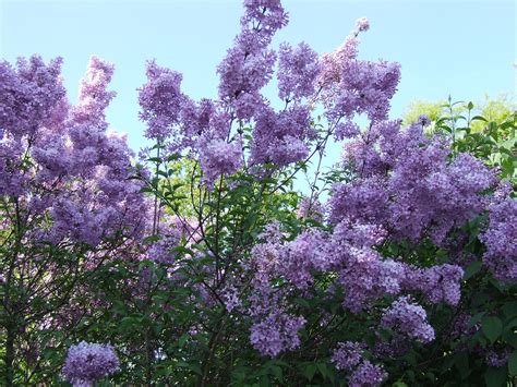 무료 이미지 자 봄 식물학 정원 플로라 꽃들 관목 라일락 꽃 꽃 피는 식물 우디 식물 육상 식물 2592x1944 975478 무료 이미지