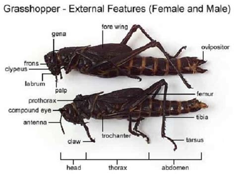 10 Grasshoppers Facts Behavior Flight Movement And More