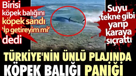 Birisi köpek balığını köpek sandı 'İp getireyim mi' dedi. Türkiye'nin