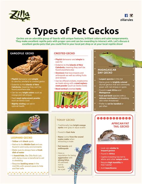 6 Types Of Pet Geckos