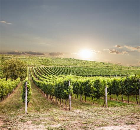 Premium Photo Beautiful Vineyard Sunset In South Europe Wine Landscape