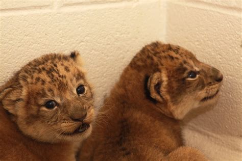 Lion Cubs Weighed At The National Zoo Photo Karen Abbott Flickr