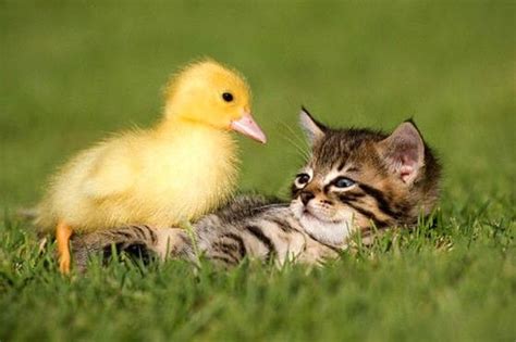 Kitten Befriends Duckling Love Meow Kittens Cutest Baby Kittens