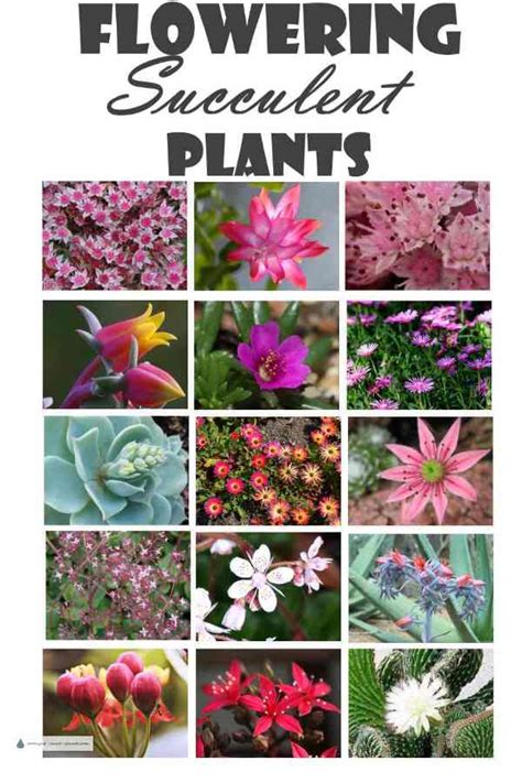 We did not find results for: Flowering Succulent Plants - succulent plants with flowers