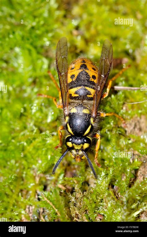 Queen Wasp Hi Res Stock Photography And Images Alamy