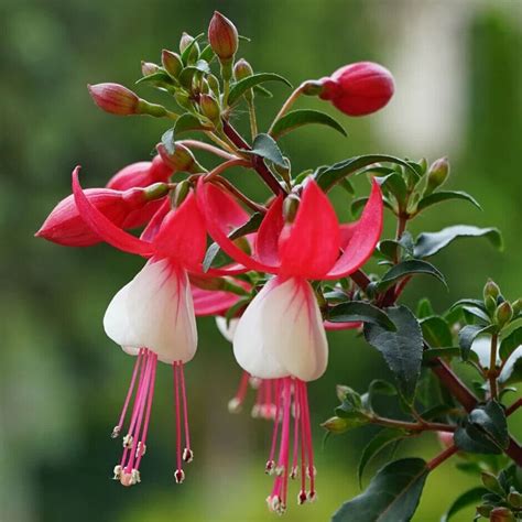Fuchsia Snowcap 3lt Pot Flowering Hardy Perennial Plants To Your Door