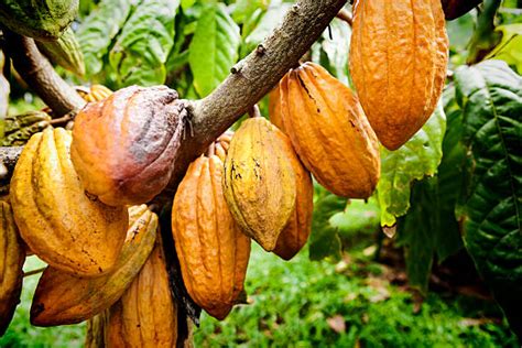 7400 Cocoa Bean Tree Stock Photos Pictures And Royalty Free Images