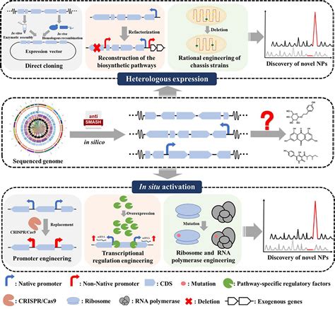 Frontiers Recent Advances In Silent Gene Cluster Activation In