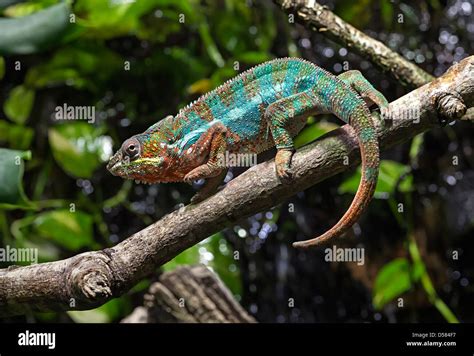 Chameleon Hi Res Stock Photography And Images Alamy